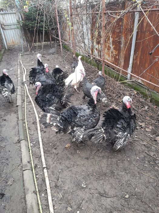 Curci și curcani de tara 3oo lei