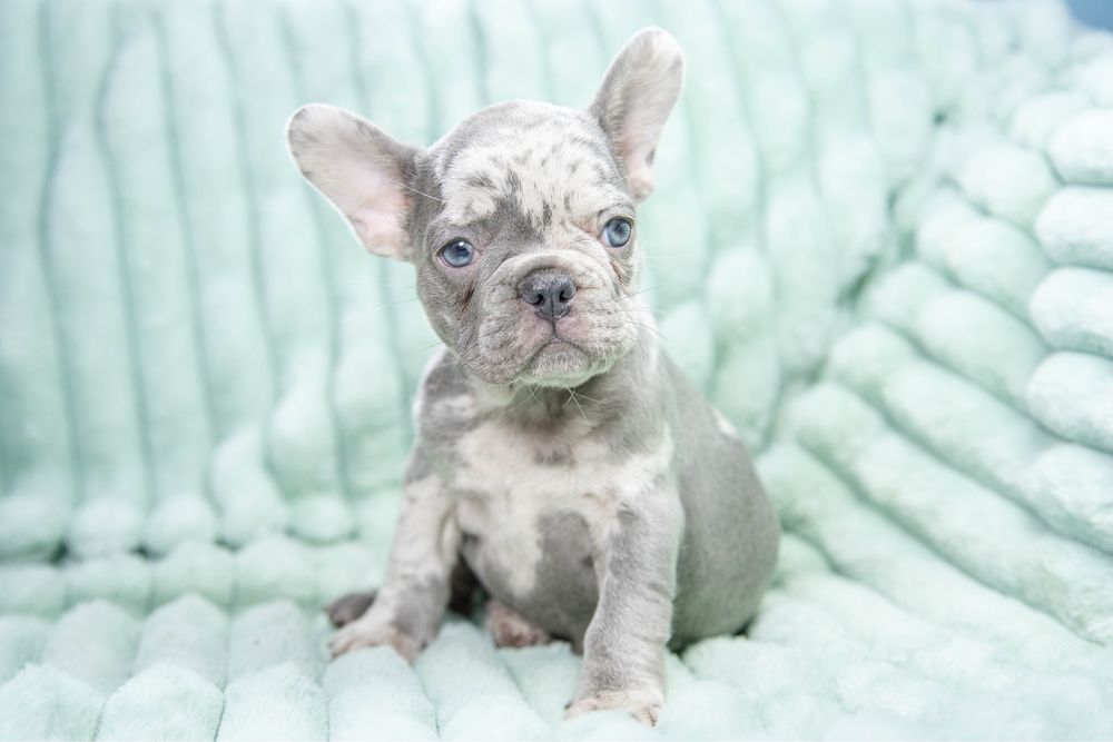 Bulldog francez blue merle fetita