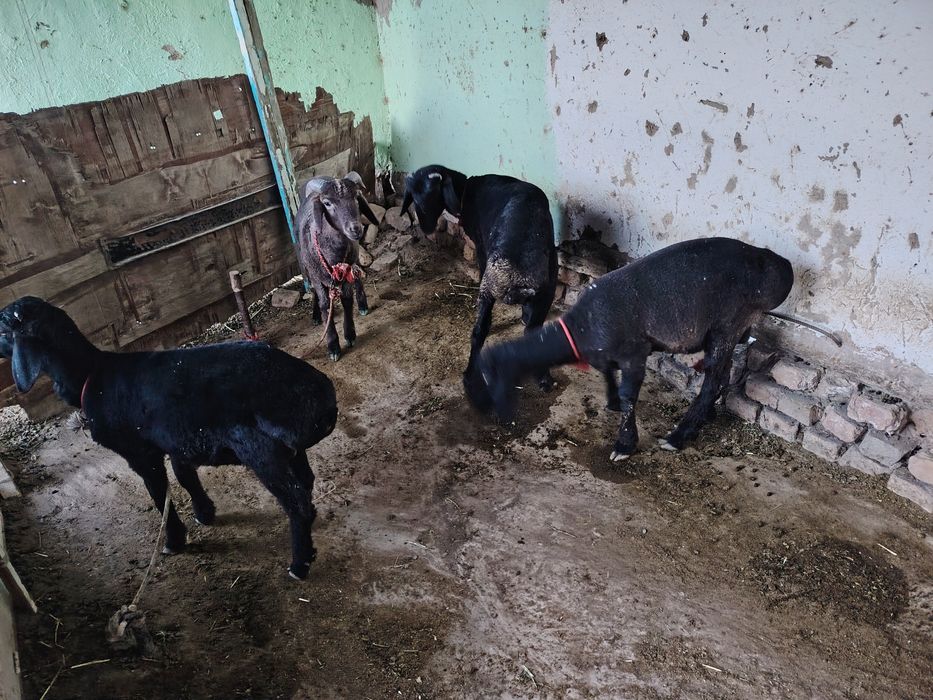 Shu yilgi barra qo'chqorlar