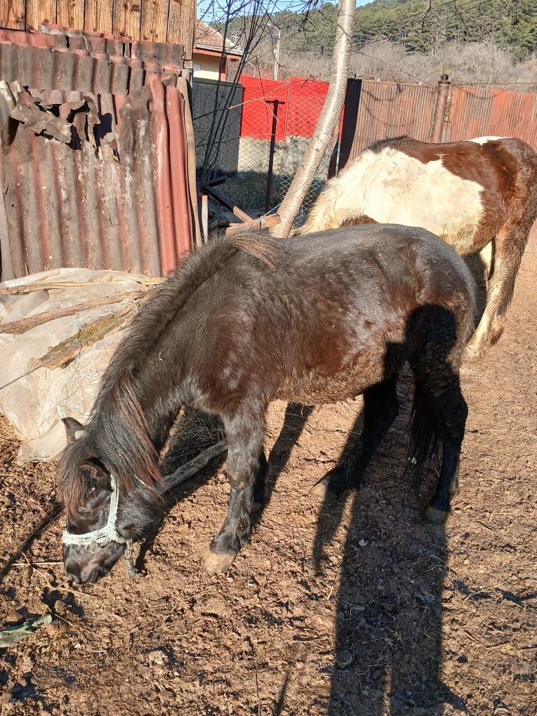 Mânză de ponei talie mare 125 cm , are 2 ani cu pașaport și analize !