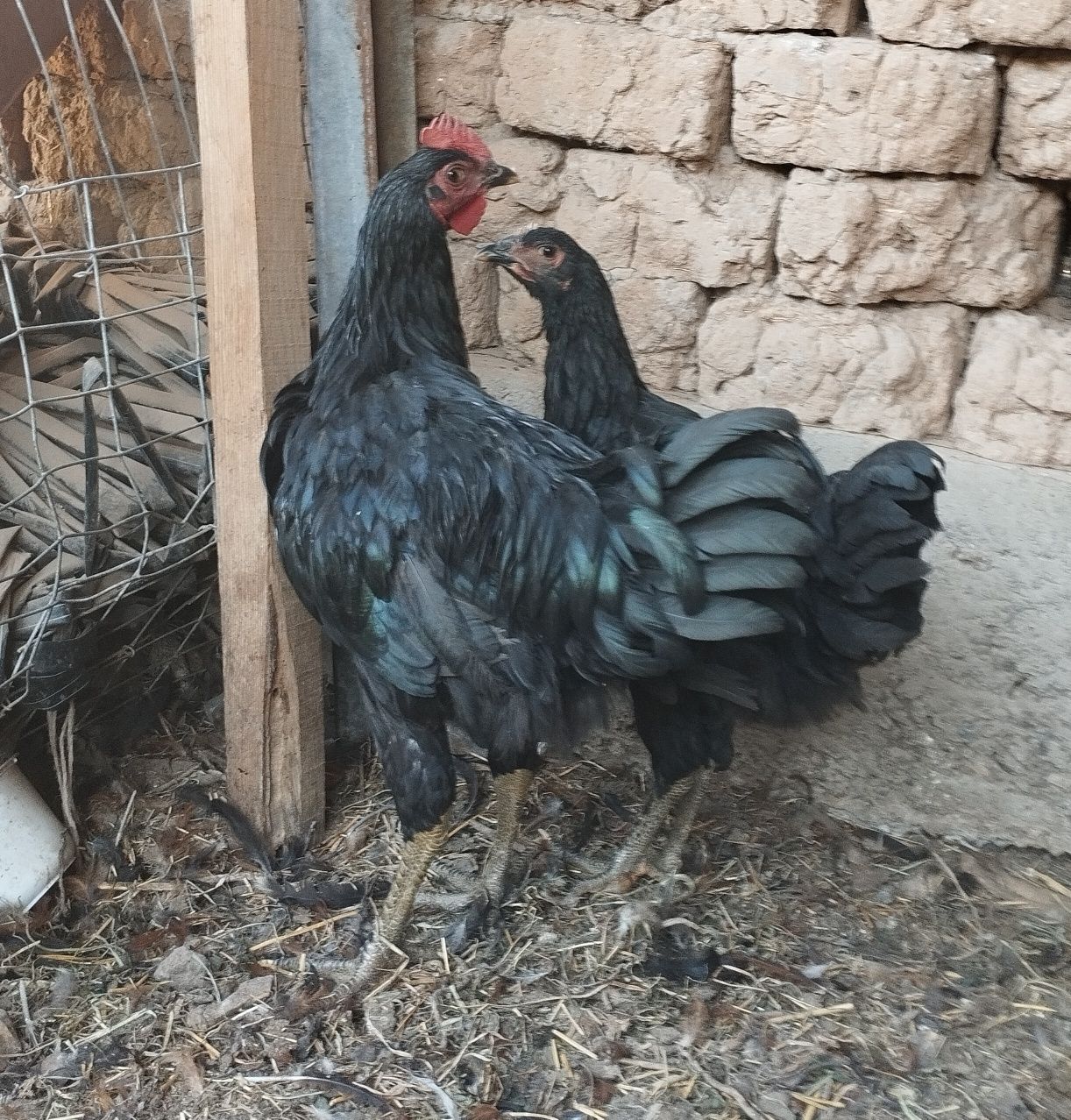 Gigant Qora Shahzoda sotiladi