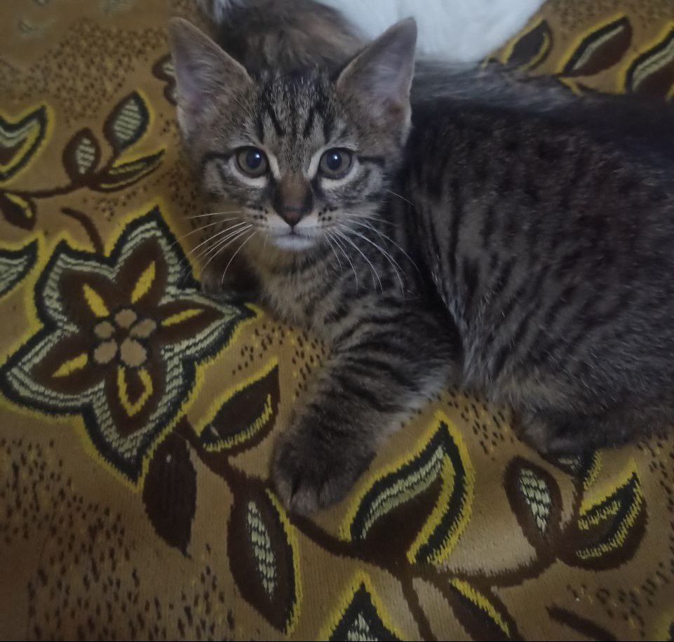 Отдам котят в хорошие руки