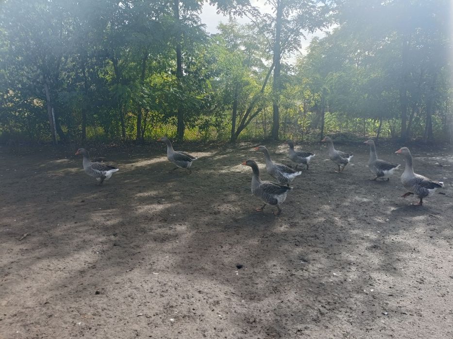 Gâște de vânzare