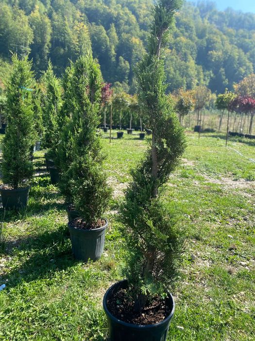 Plante ornamentale rafinate care transformă spațiul verde