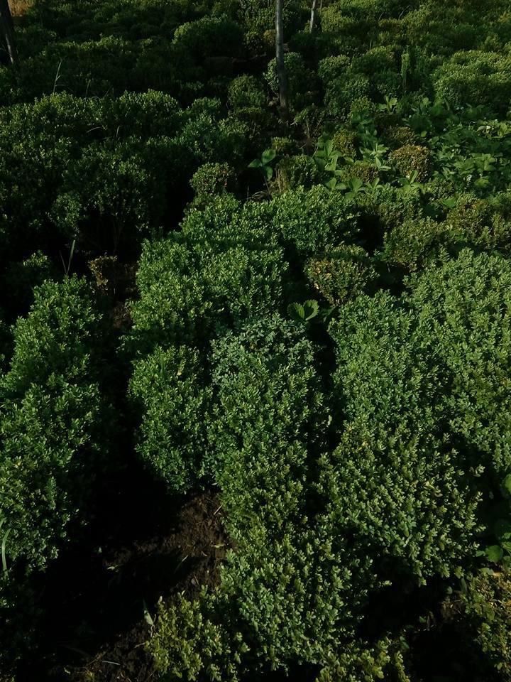 Vând Buxus Gard Viu