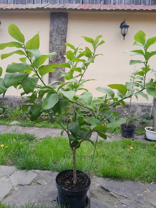 Vand Lamai la ghiveci