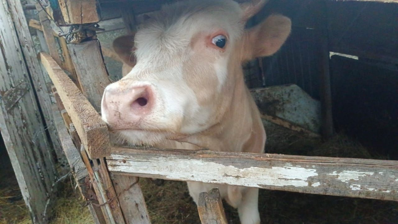 продам бычка 1,5 года возможен торг
