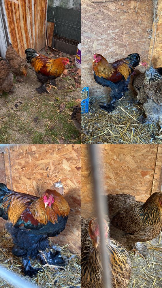 Disponibile oua de brahma