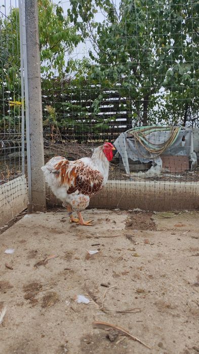 Cocos wyandotte Splash