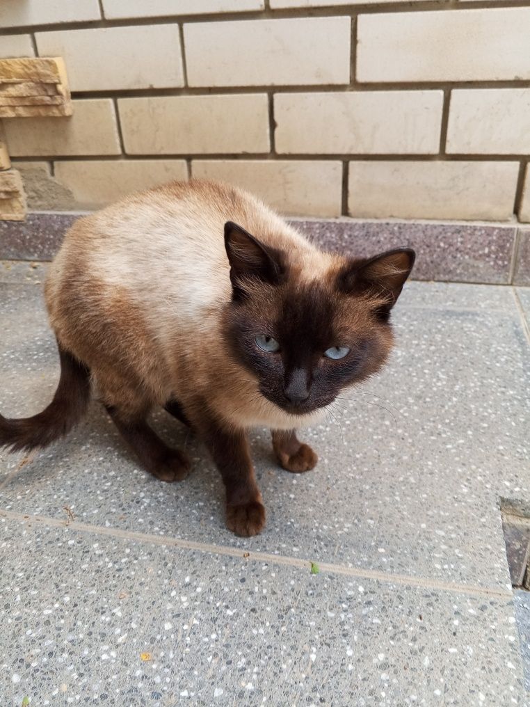 Отдам умную , послушную сиамскую кошку в добрые руки.