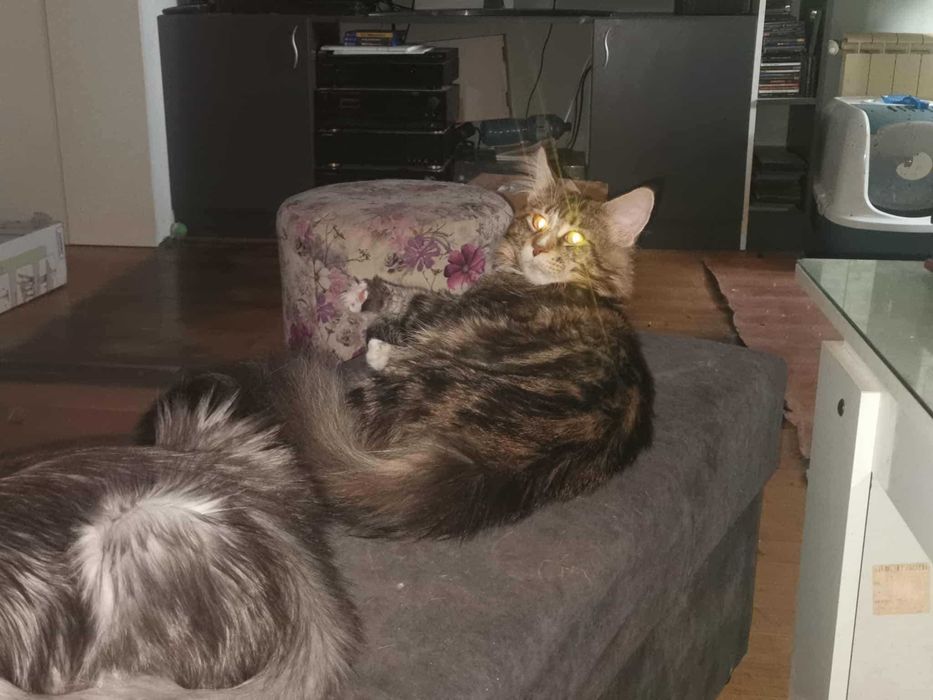 Мейн Кун.Мъжко.Чистокръвно