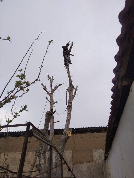 Daraxt kesish va Aralash xizmati