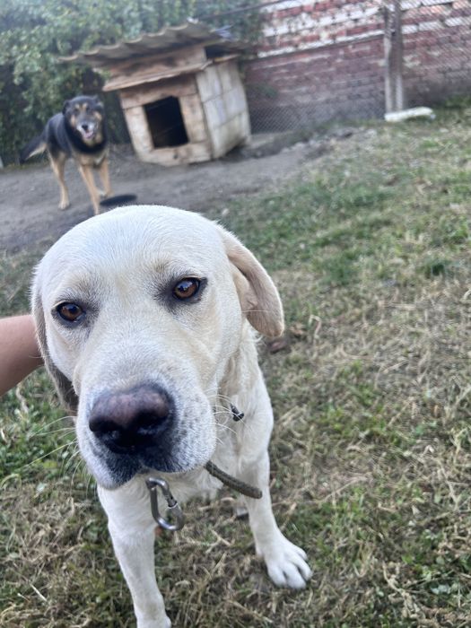 Donez  caine labrador