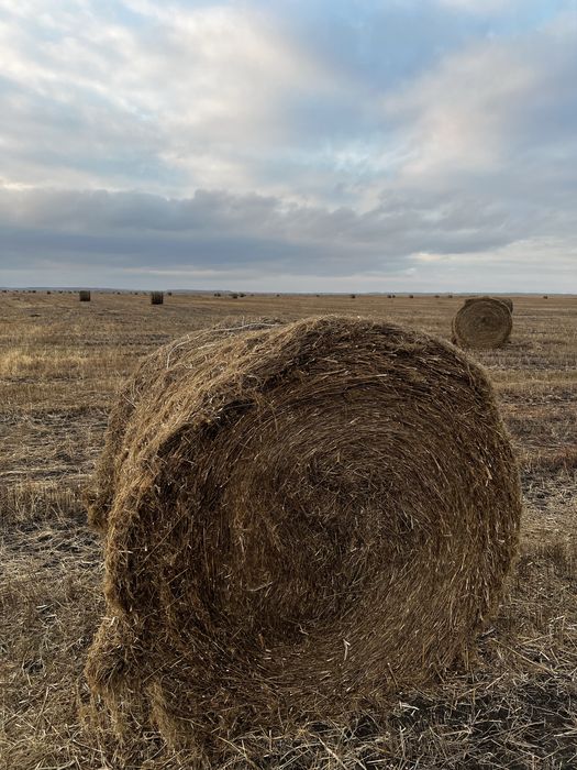 Продам солому льняную, в тюках, рулоны сена