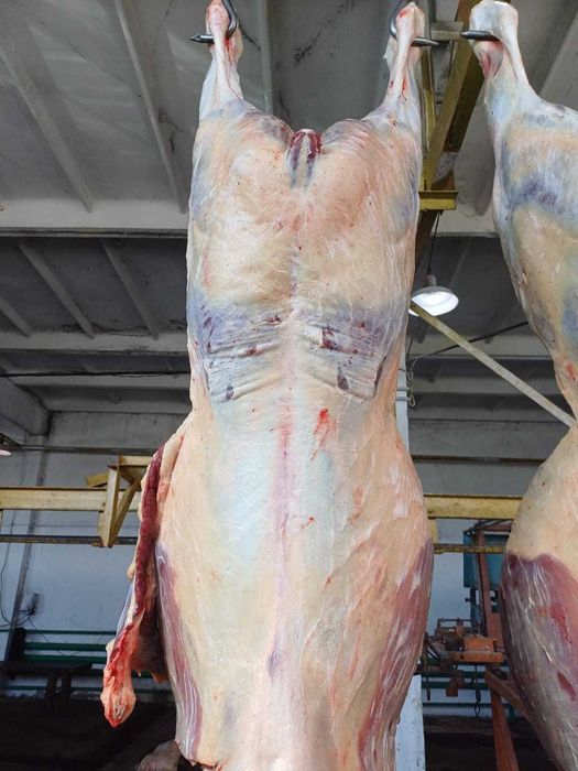 Астана қаласы, жылқы еті сатылады молодняк