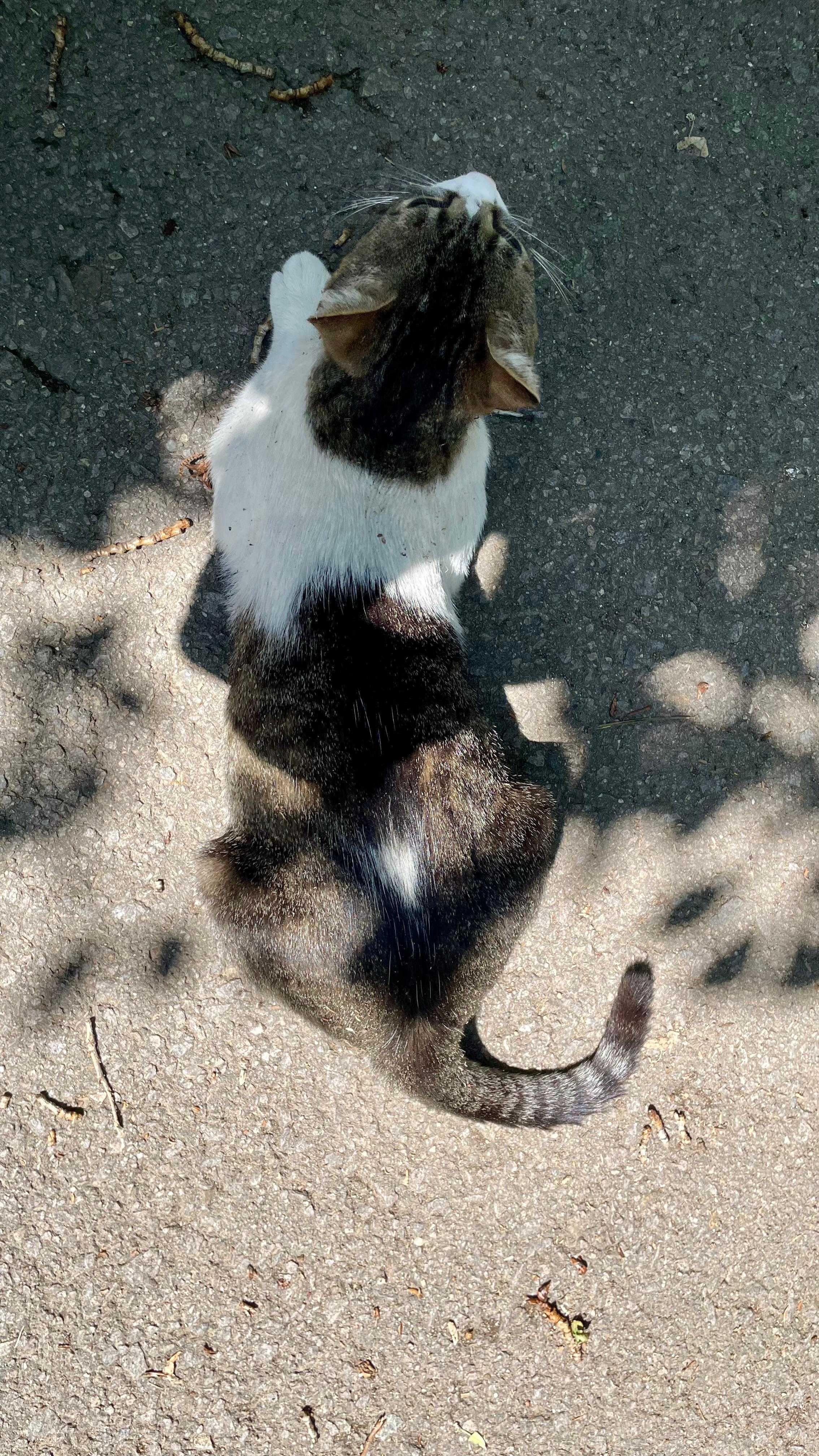 Spike, motanel castrat pentru adoptie