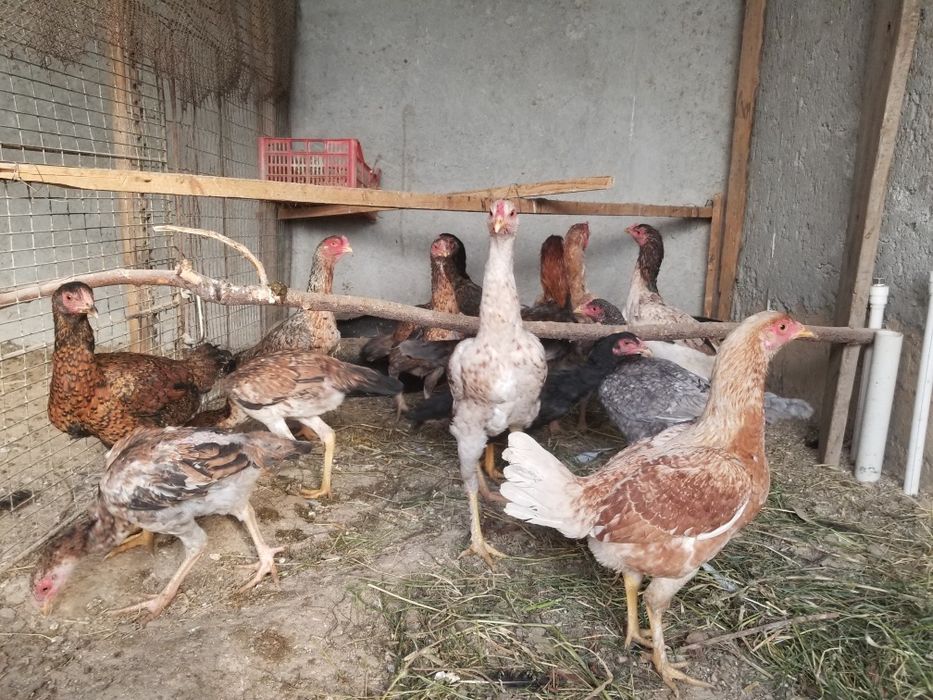 Dakan tovuq xorozlar