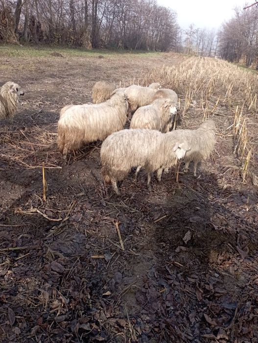 Vând mielute și berbecuți