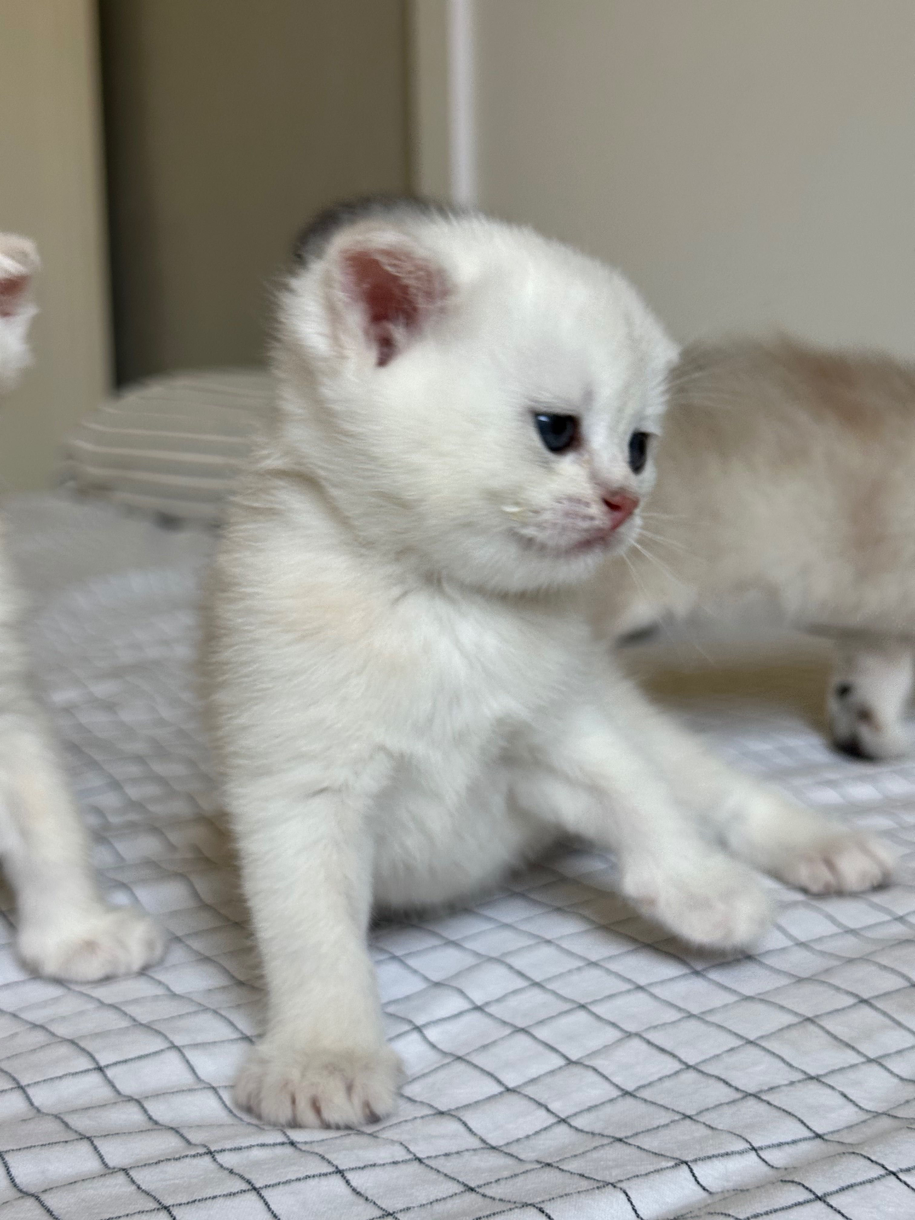 Шотландские котята