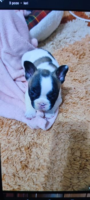 Catelusa Luna isi cauta casuta