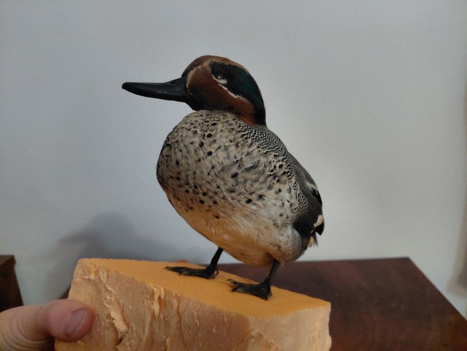 Mascul rata mica impaiat, taxidermie