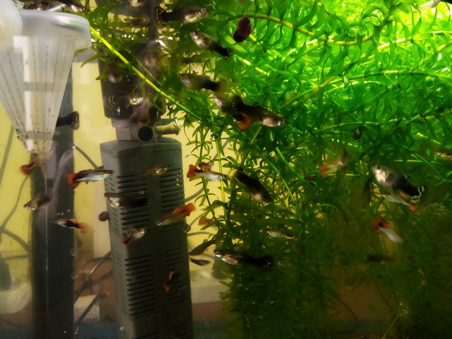 Продаются гуппи оптом молодые