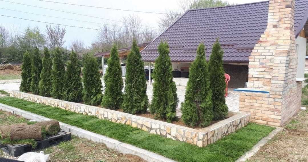 Plante ornamentale si amenajări gradini