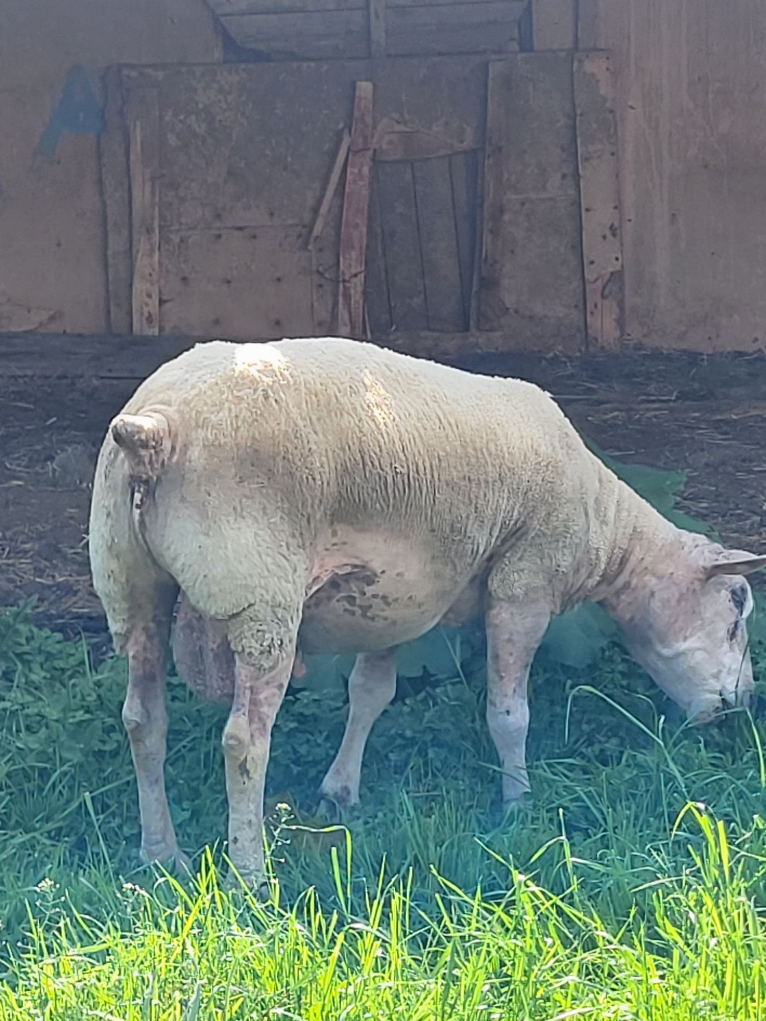 Vând sau schimb oii texel