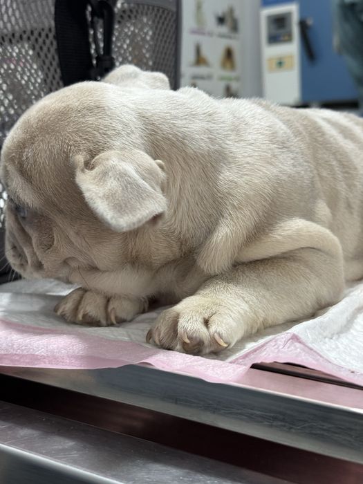 Mascul Bulldog Francez Isabella 2 luni / French Bulldog