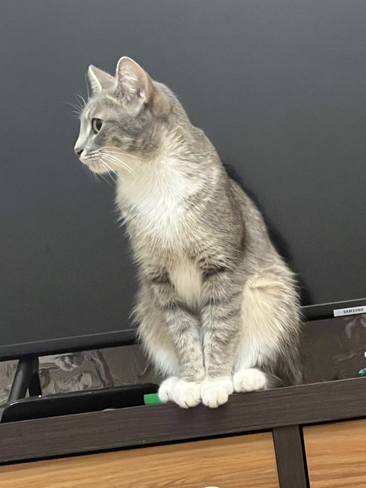 Срочно отдам кошку