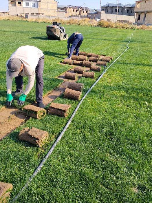 Boğbon xizmati lanshaf asosida