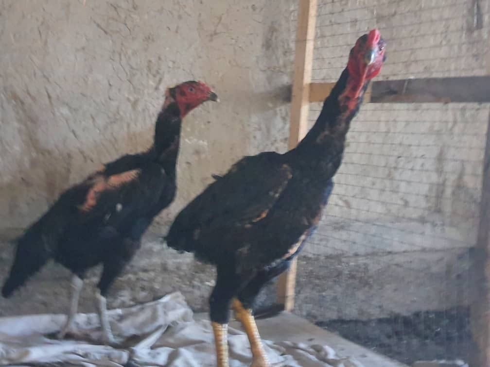 Продаю яйца куланги !!!