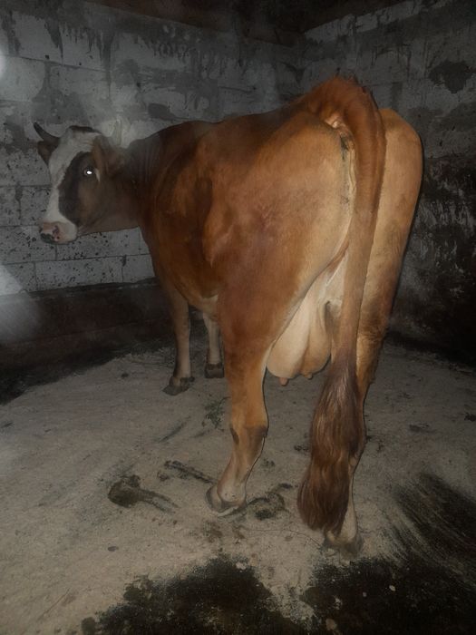Vând vaca gestanta