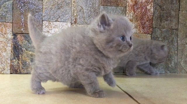 Британска късокосместа