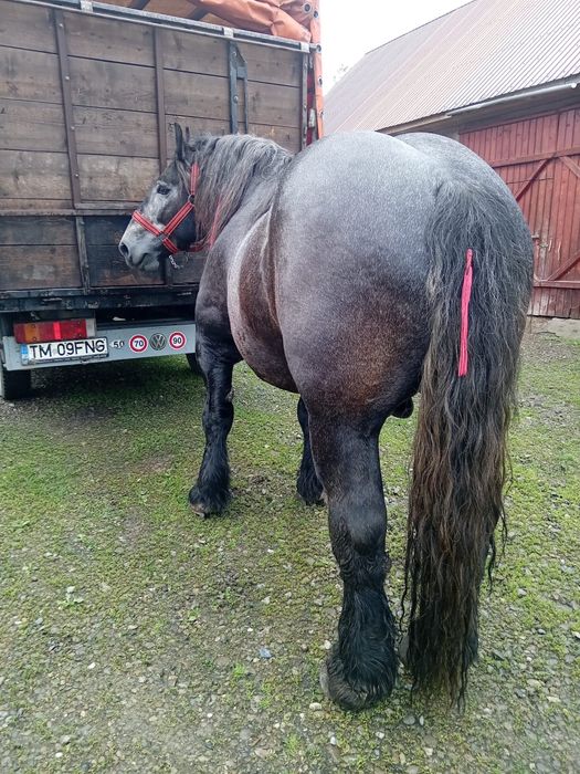 Vand armasar sur culoare coca cola