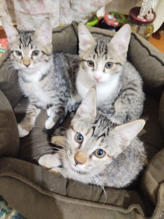 Отдам БЕСПЛАТНО котят в хорошие руки!