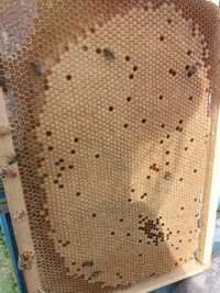 Продавам ДБ рамки с пило и пчели 2024