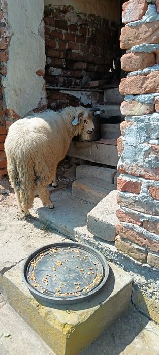 Vând mieluțe de anul acesta