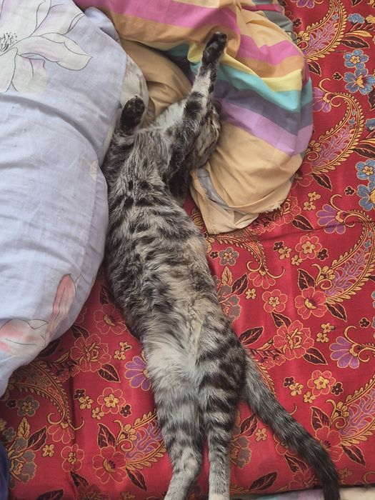 Потерялась кошка зовут Натэла прозьба вернуть