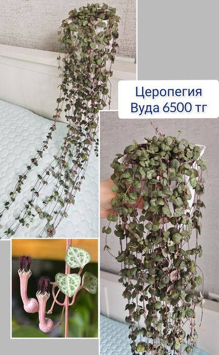 Церопегия кактусы комнатные цветы