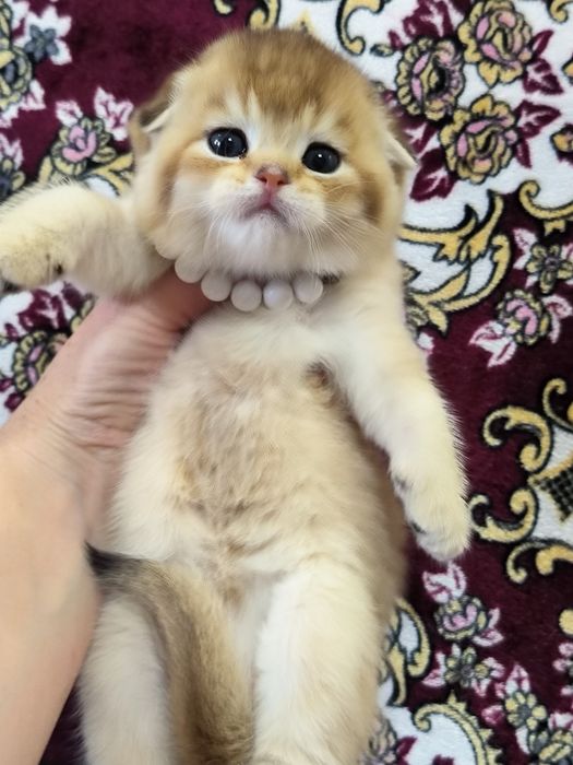 Чистокровные котята