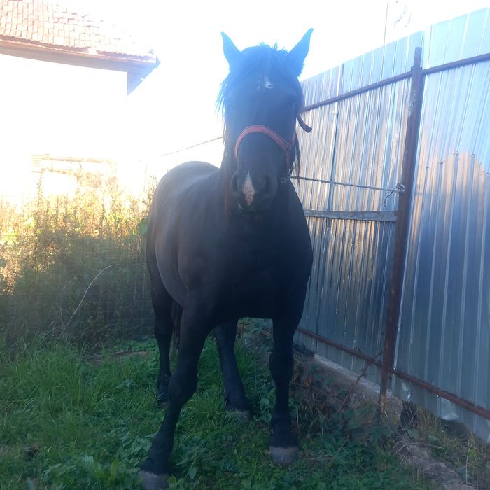 Vand sau schimb mânză neagră de 3 ani