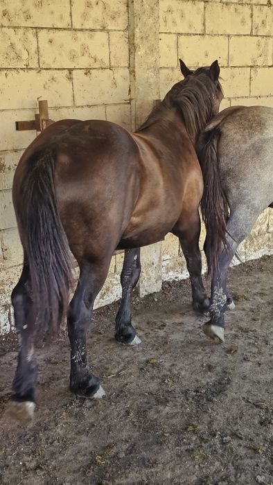 Schimb doar cu vaci, tauri sau vitei-Iapă, manza tânără  de 2 ani si 3