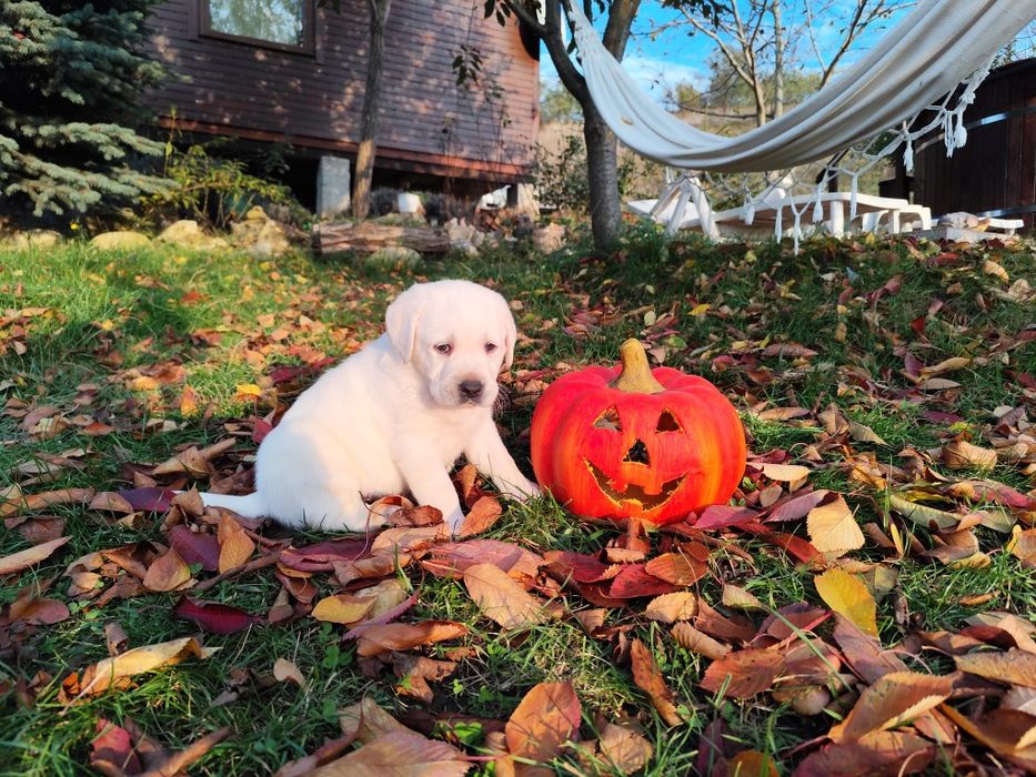 Pui labrador cu Pedigree