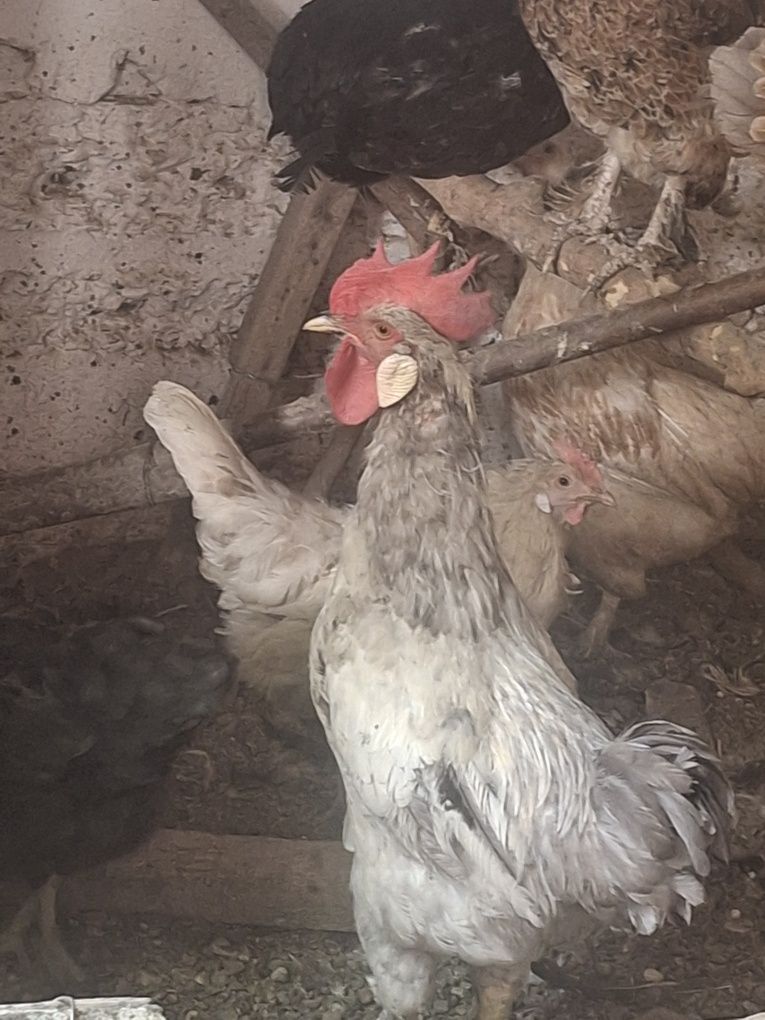BUXORO ning KOGON shahrida Xoroz sotiladi