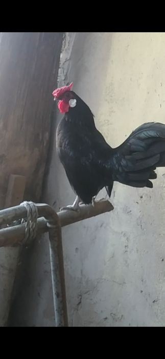 Продам карликов порода Бентама Ява майские чистокровные