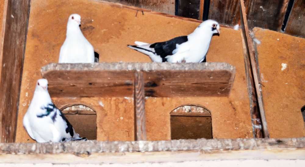 vand porumbei jucausi albi si pag pe negru