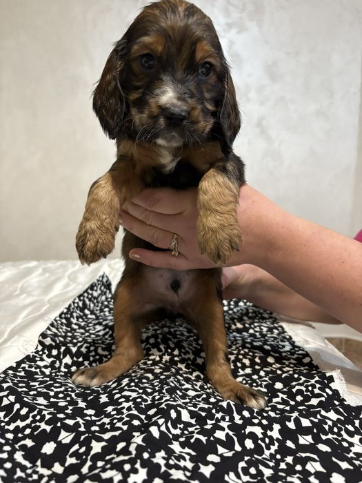 Кокер-Спингер Шпаньол