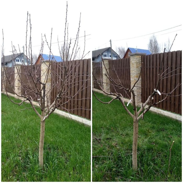 Садовник/обрезка/стрижка/спил/посадка пересадка опора деревьев и уход