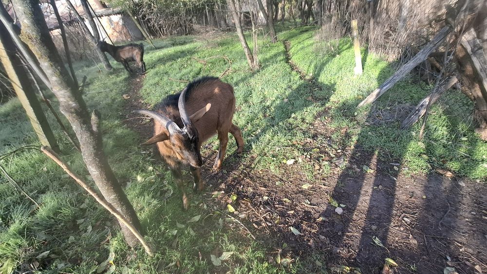 Vând țap alpin francez